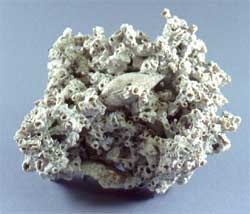 Korallene i Drammenselva